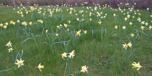 Update #9 Daffodils pic - Copy